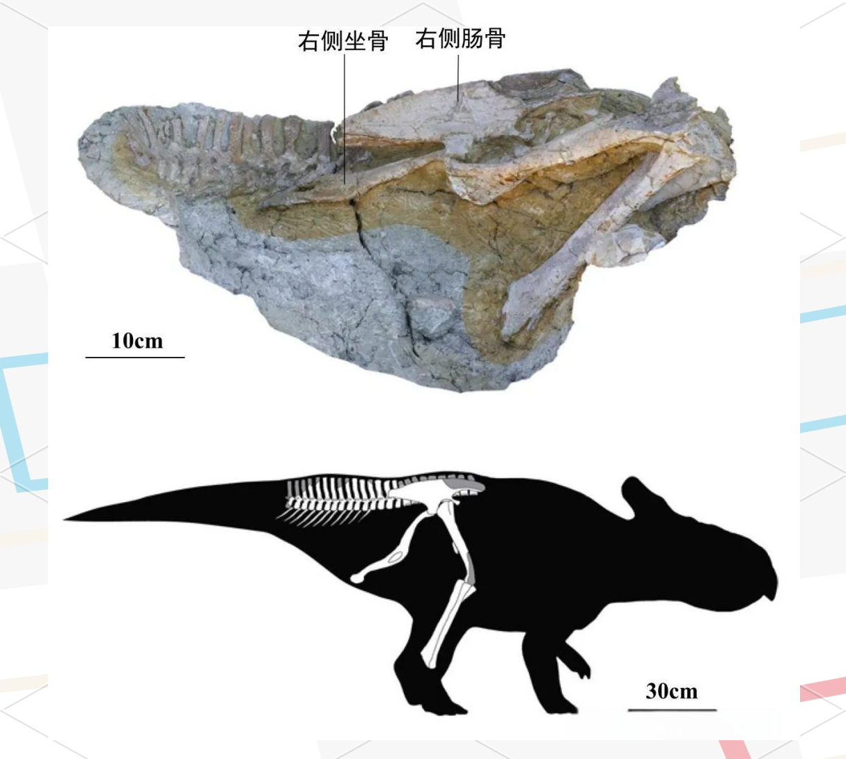 南极曾经是恐龙的故乡?...