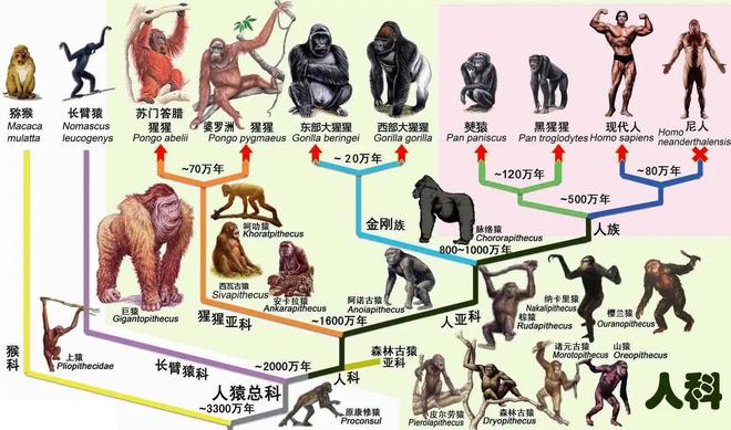 为何所有生物都与人类存在生殖隔离?人类为何这么特殊...