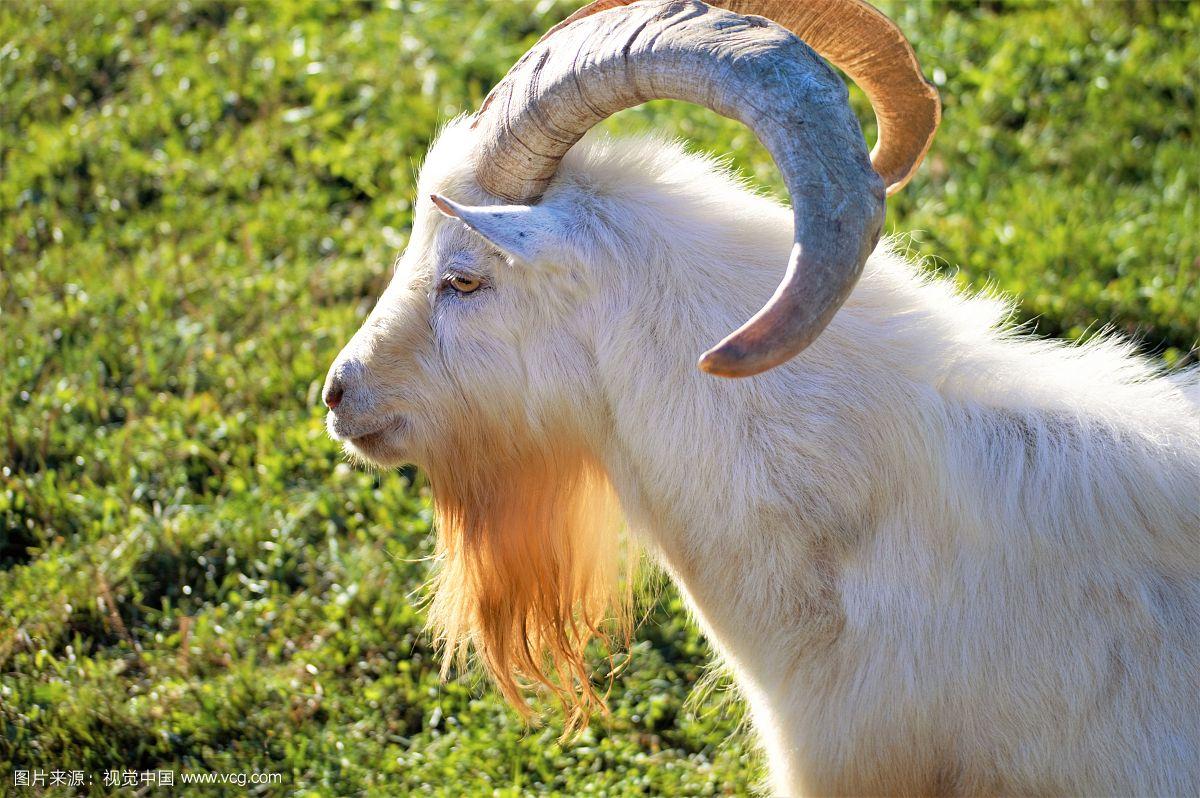 冰岛牧民为什么要为公羊选对象?...