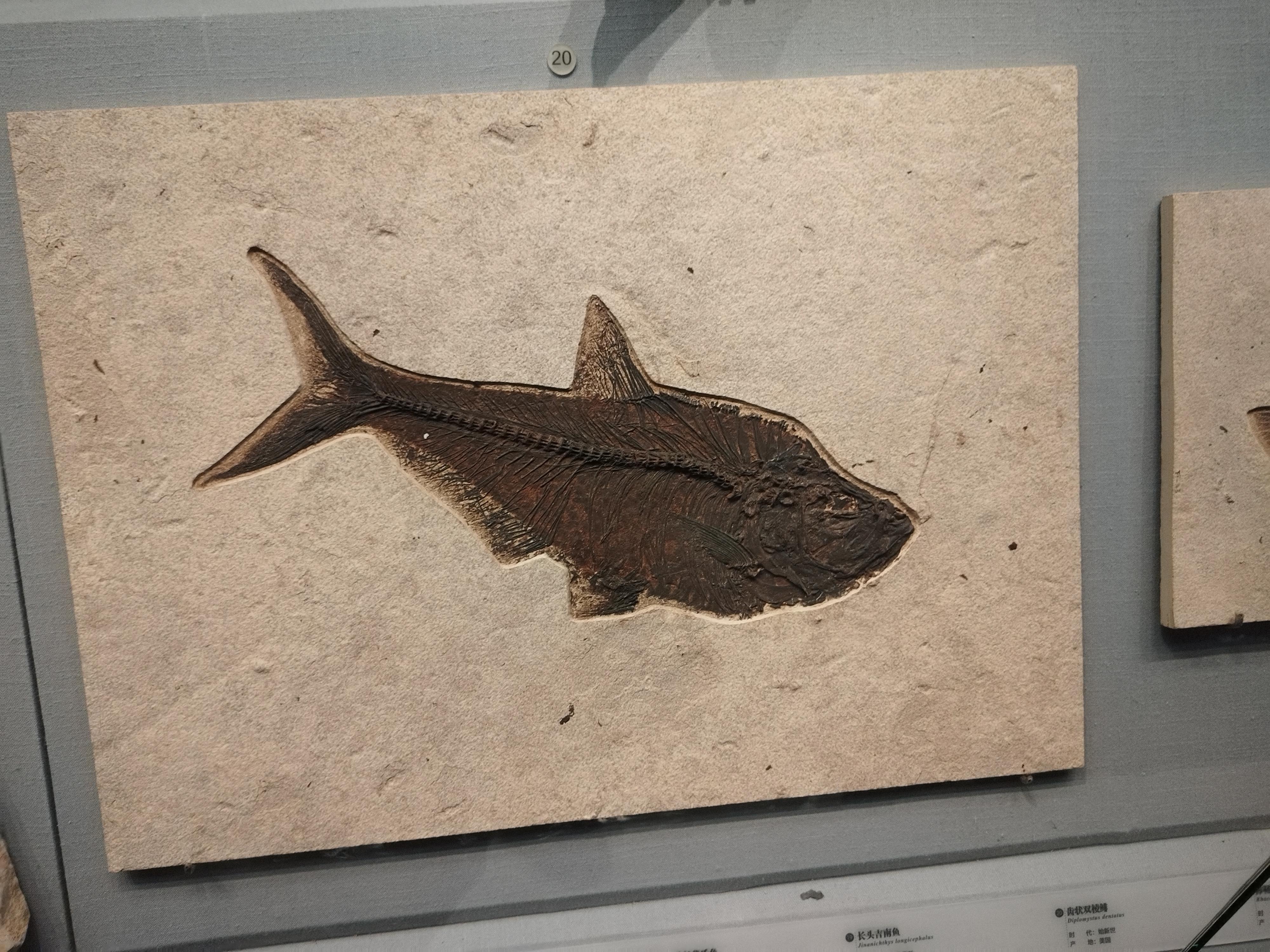 你见过什么另类化石,那糞便化石、精子化石……呢?...