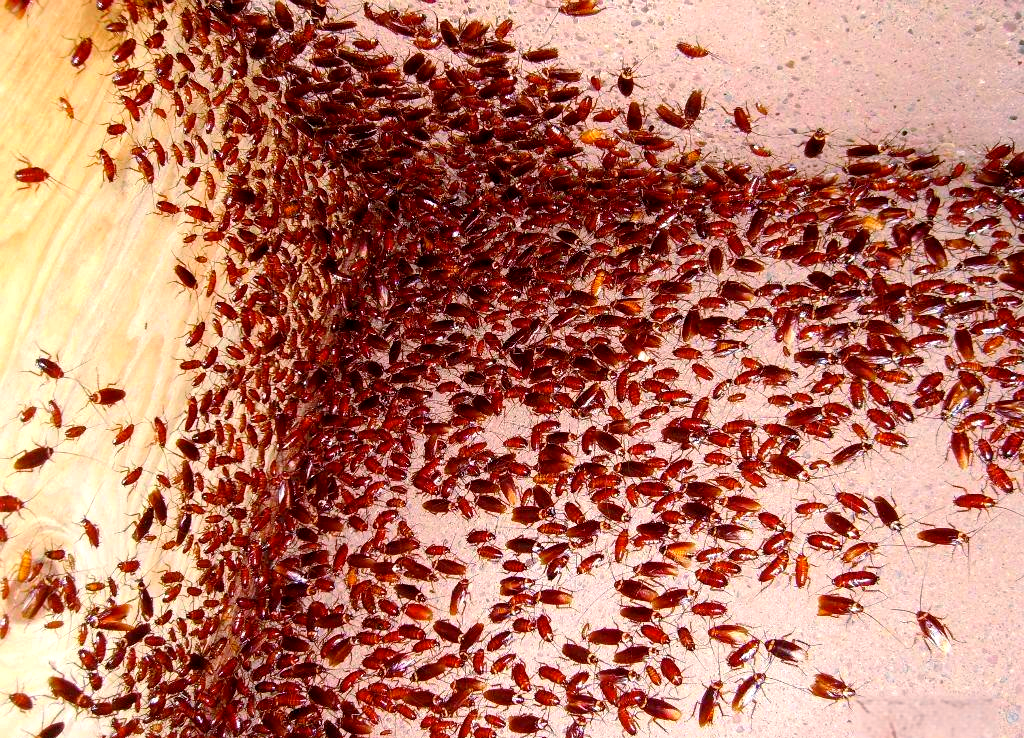 蟑螂被拍死后,为什么第二天发现尸体不见了?...