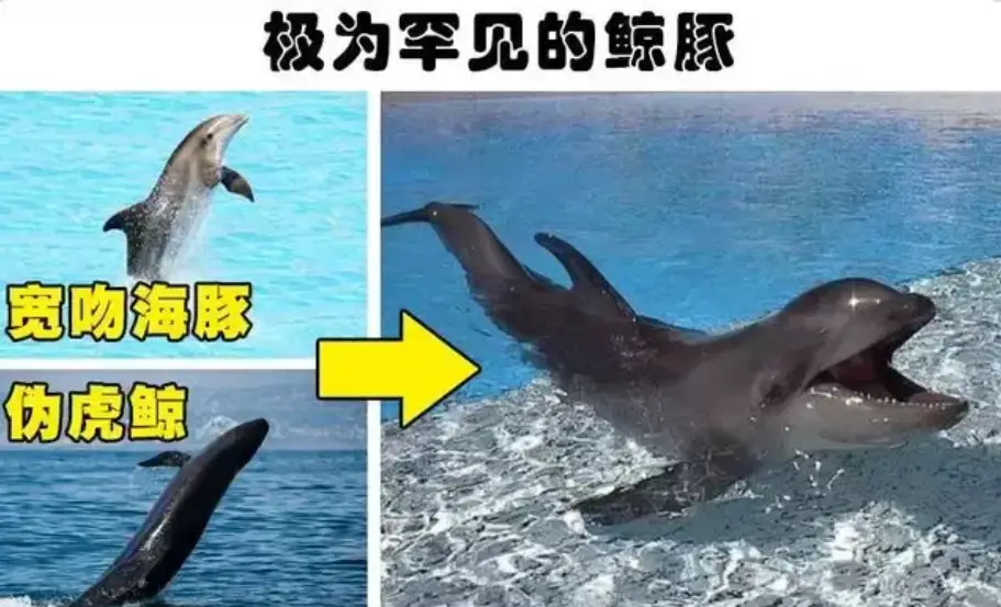 鲸鱼海豚杂交之谜 鲸豚兽是怎么来的