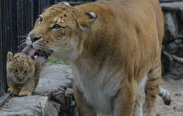 狮虎兽为何比虎狮兽大 两者战斗力谁更强