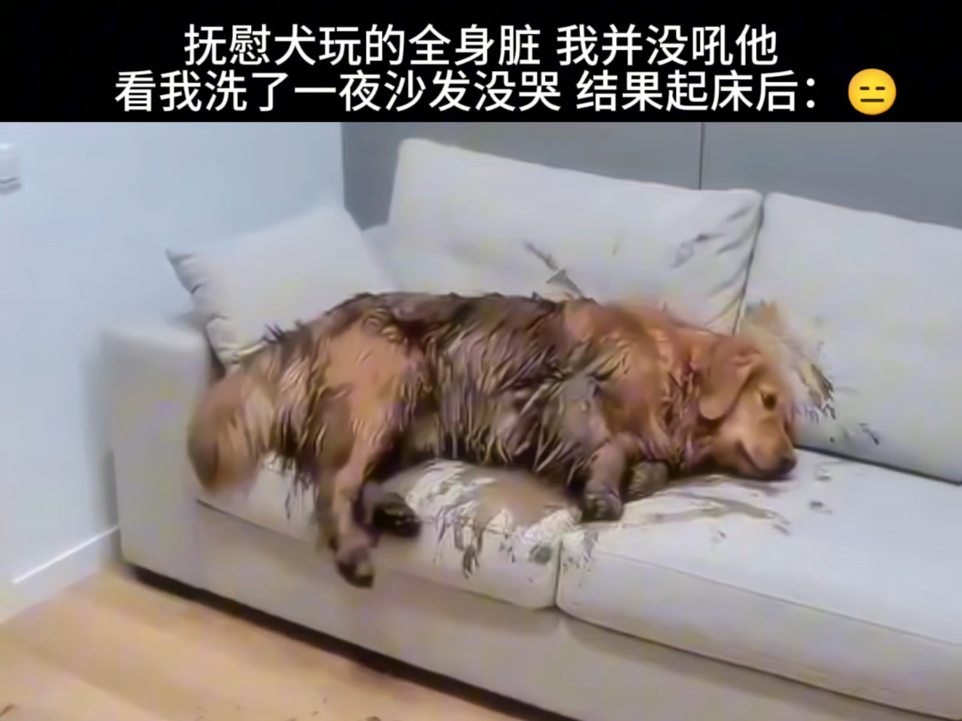 猫咪也有弃猫效应吗 街猫为何不爱群居