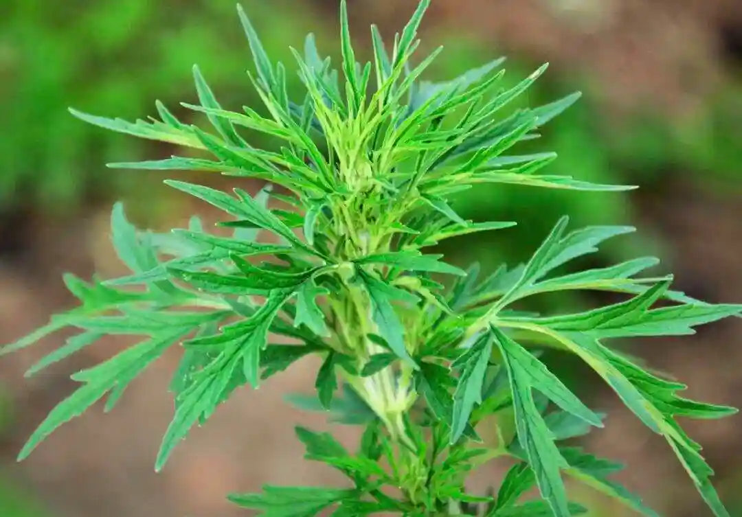 屠呦呦青蒿素贡献 中国神药如何拯救百万人生命