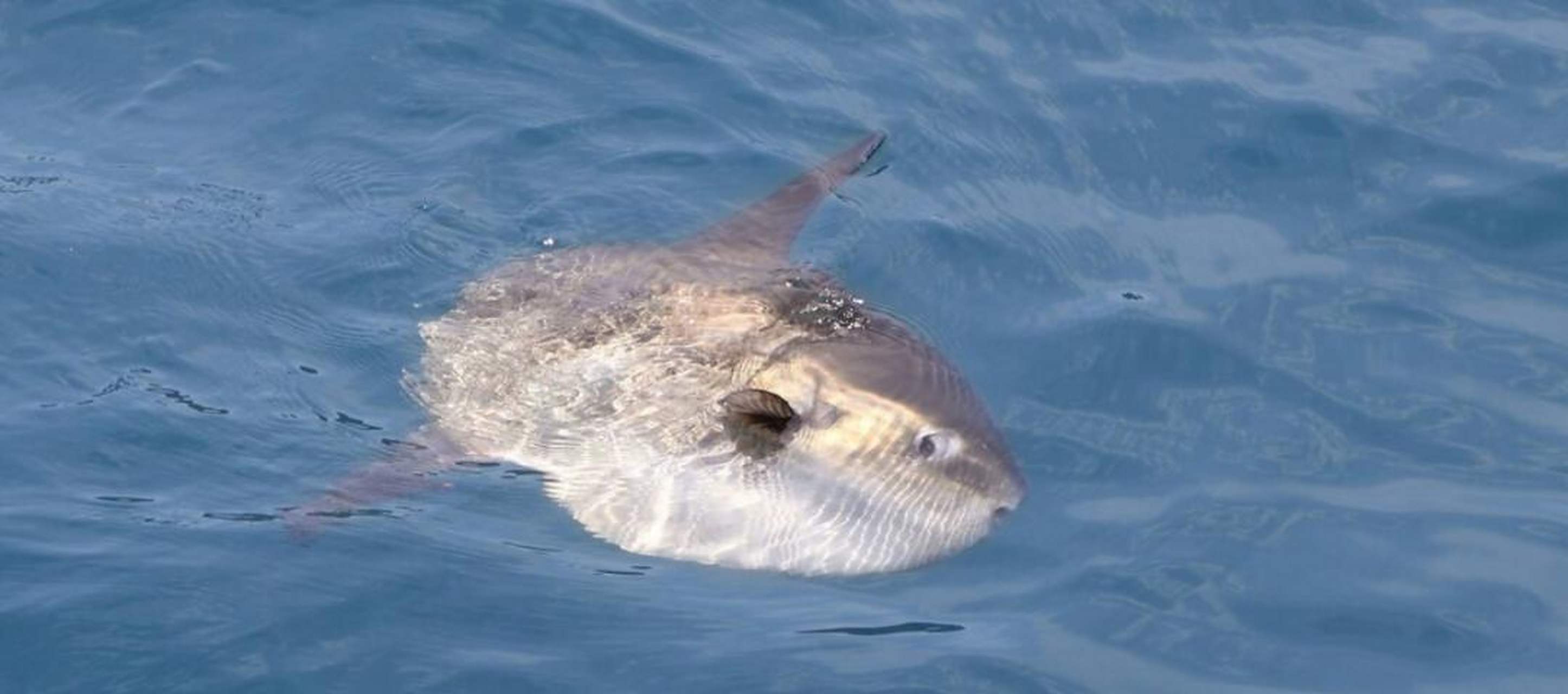 呆萌翻车鱼被海狮啃食 为何没有灭绝的真相