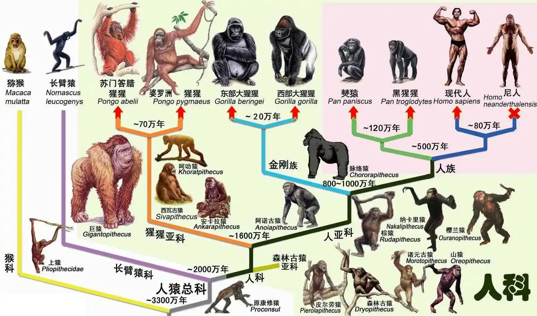 人类丢失染色体之谜 外星人改造论靠谱吗