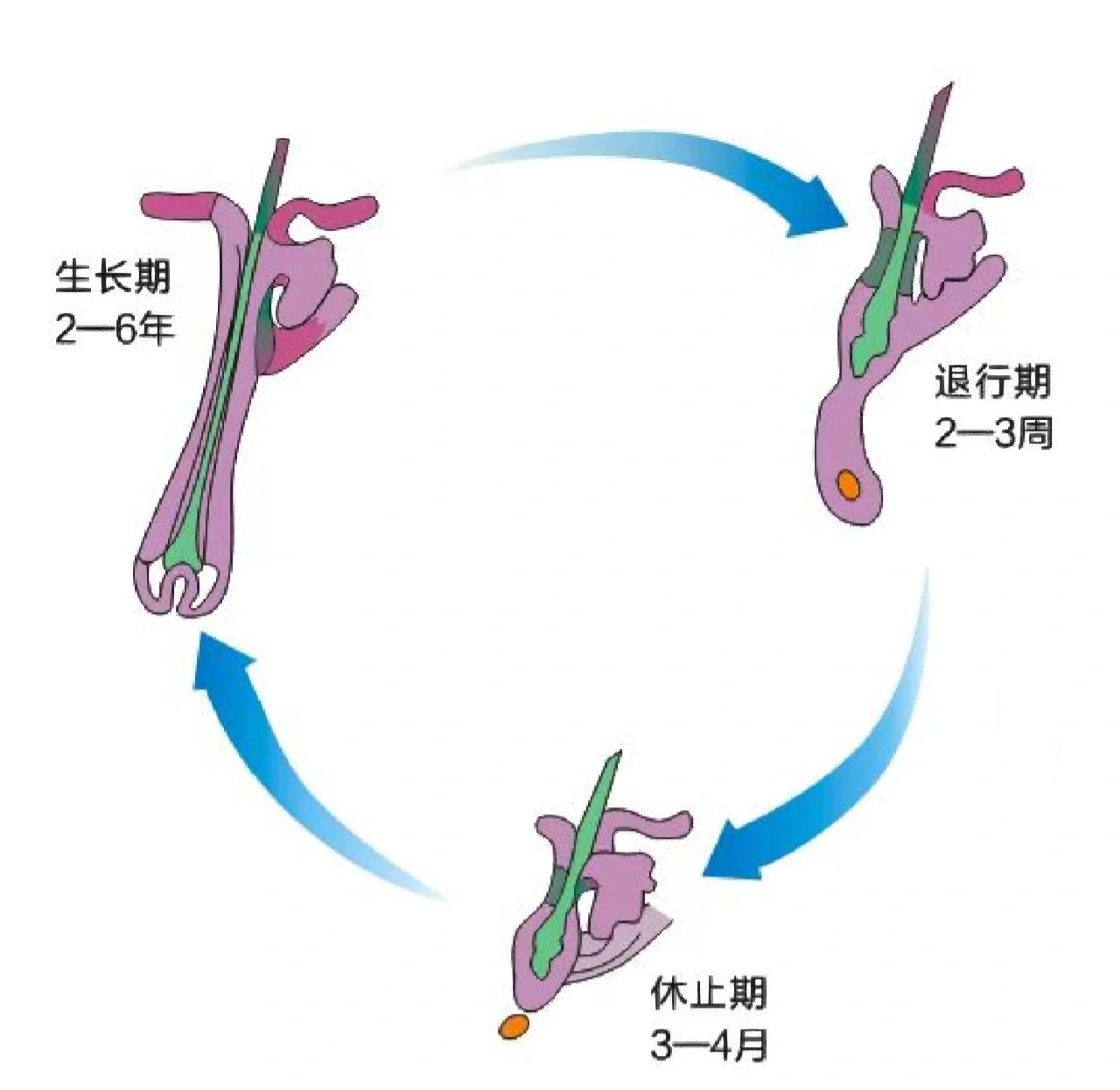 哺乳动物中为什么人类这么特别，光秃秃不长毛哪？...