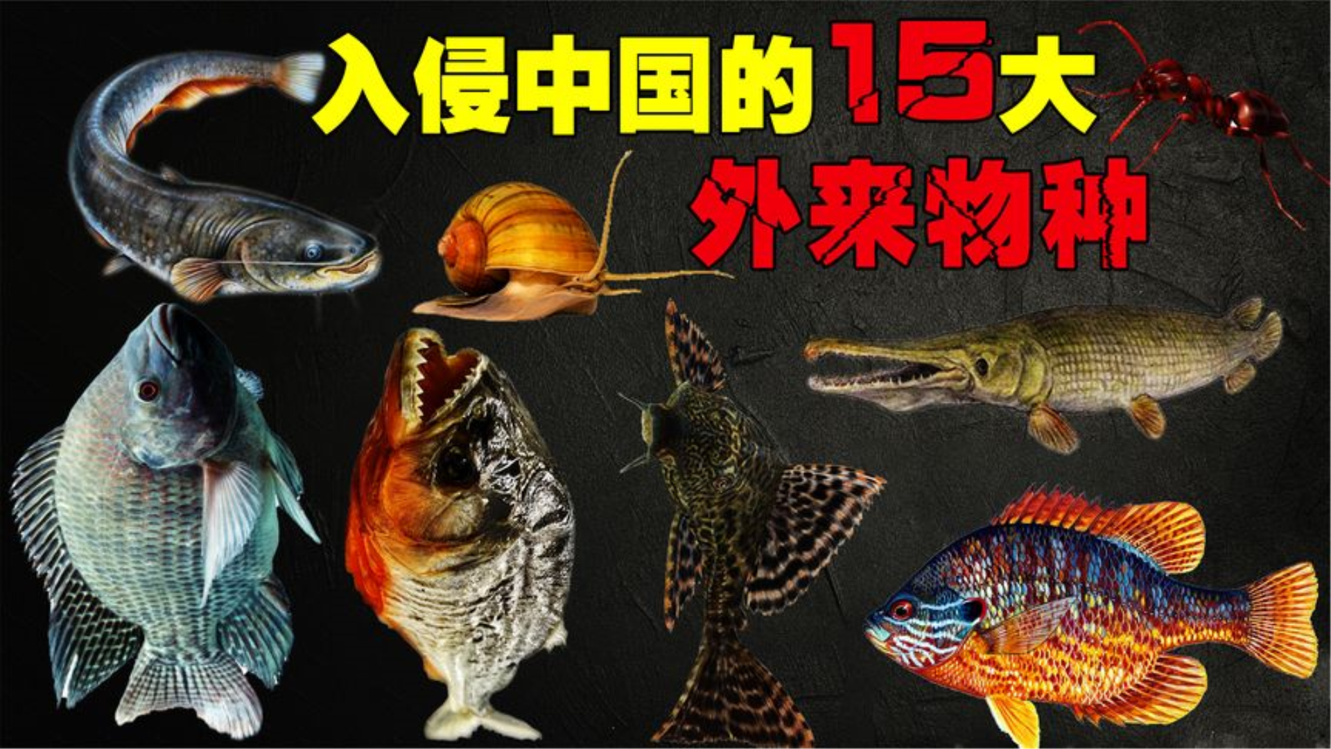 美国泛滥亚洲鲤鱼,澳大利亚泛滥欧洲野兔,我国有物种...