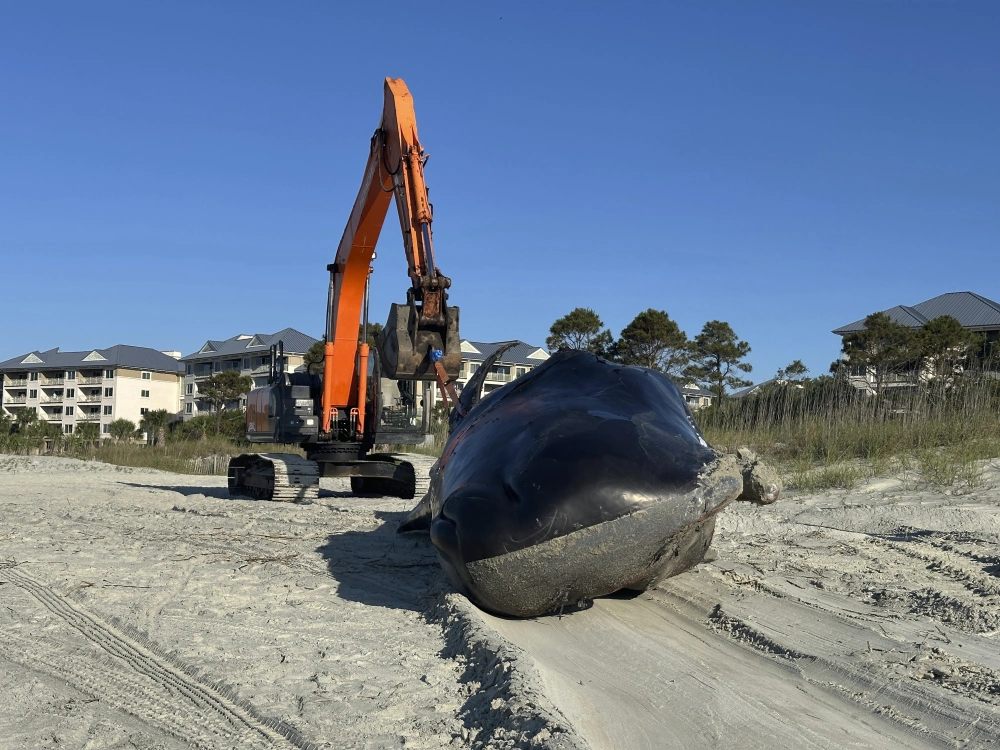 抹香鲸生存现状如何 海洋塑料污染危害多大