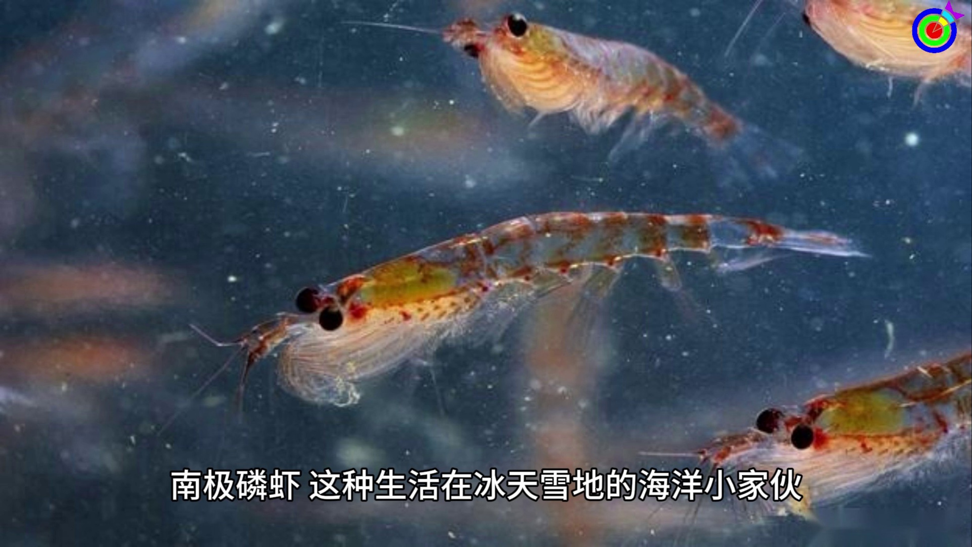 南极磷虾会被吃光吗 磷虾资源现状分析