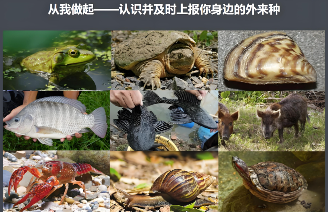 外来物种入侵中国 澳洲野兔泛滥原因