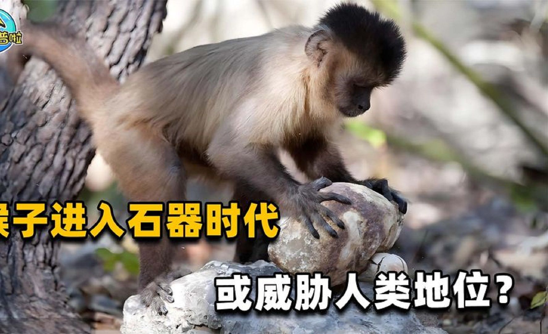 巴拿马猴子进入石器时代 它们会威胁人类地位吗