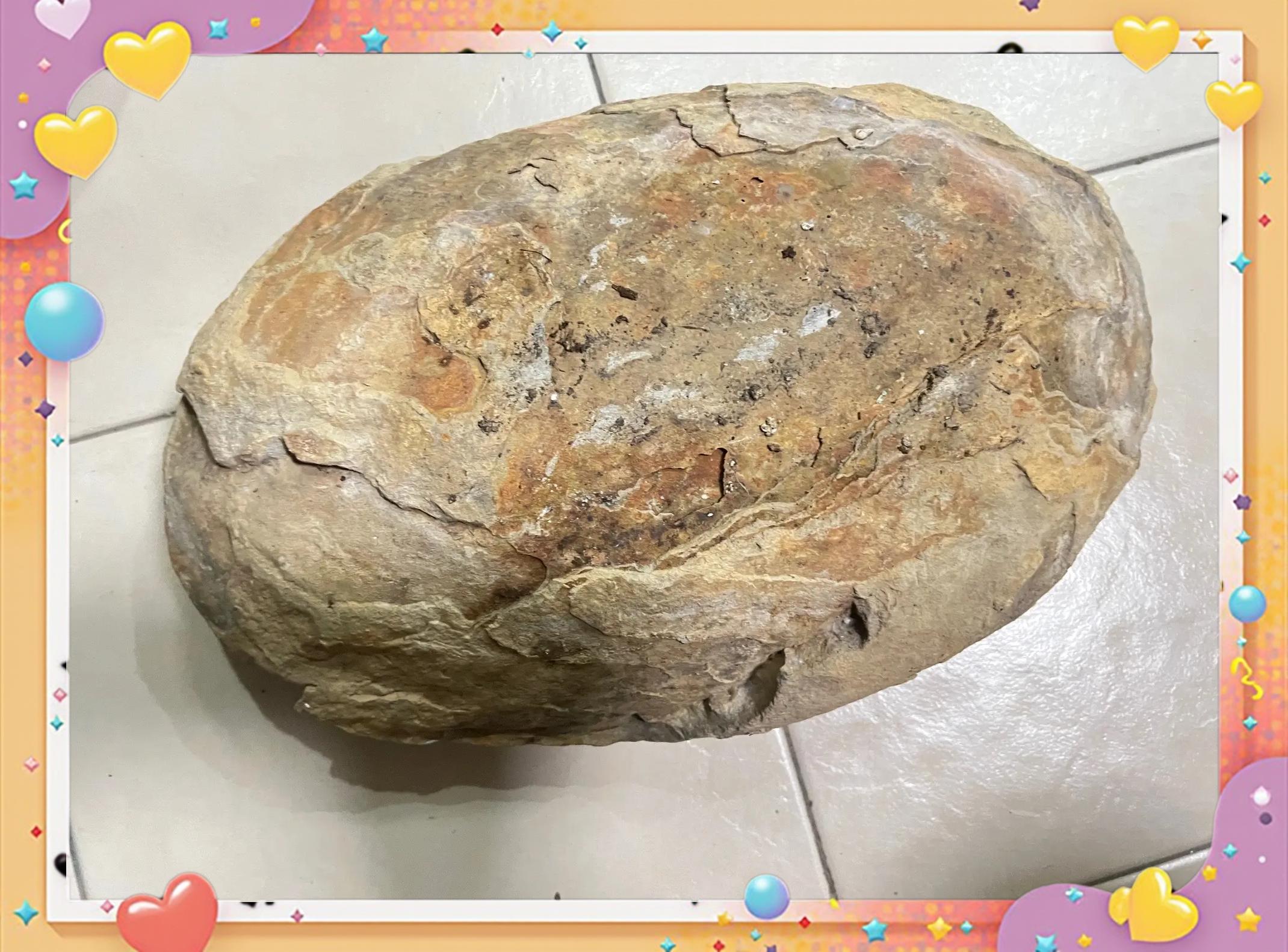 你见过什么另类化石,那糞便化石、精子化石……呢?...