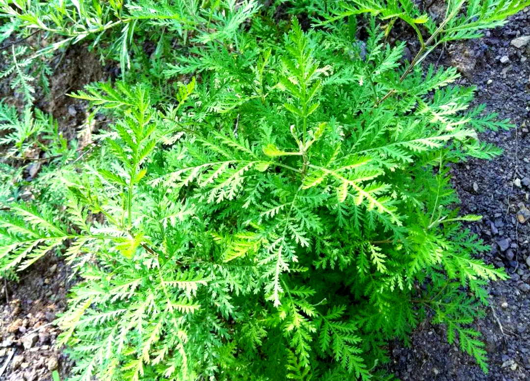 呦呦之蒿,为什么被称为中国神药?...