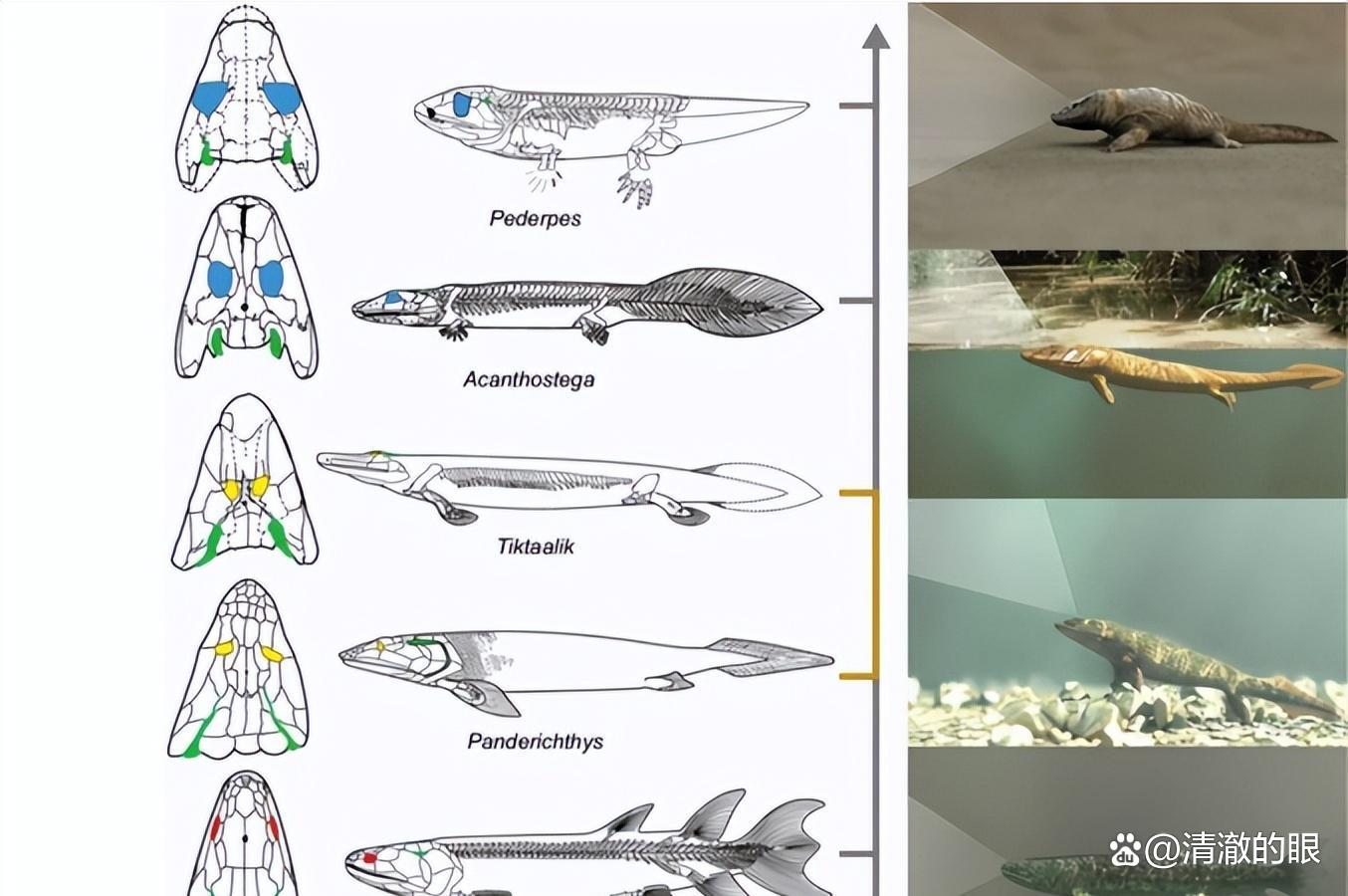 人类祖先鱼类演化之谜 鱼到人的进化过程揭秘