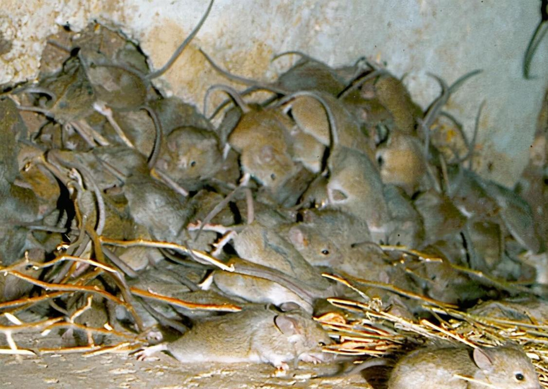 70万老鼠成灾破坏生态系统 戈夫岛老鼠为什么泛滥