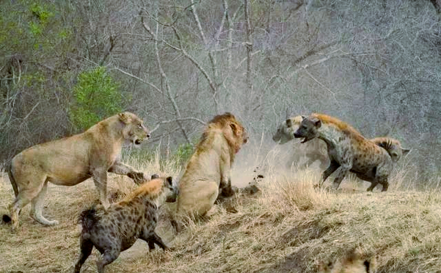 成年鬣狗单挑苏门答腊虎 战斗力对比分析