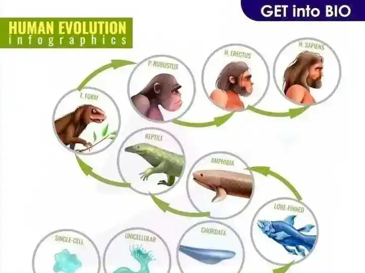 鱼是人类祖先,为什么鱼类不可以上岸呼吸?...