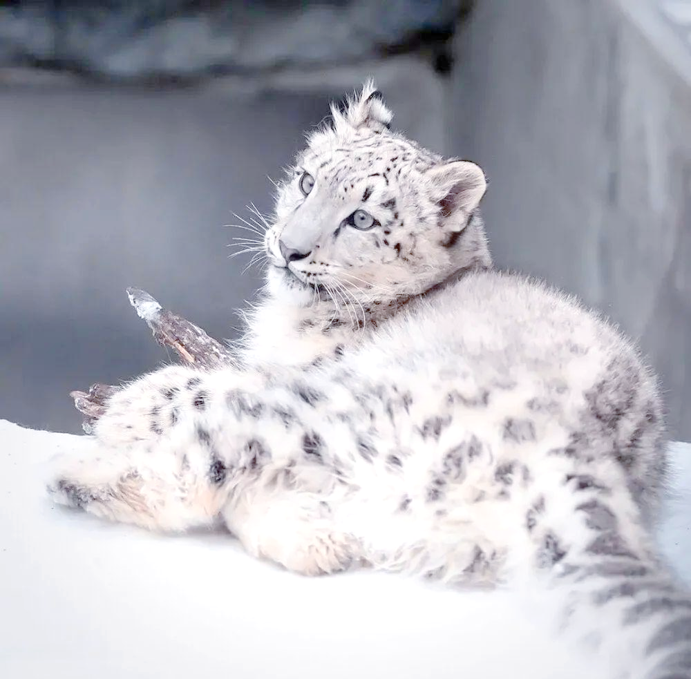 保护雪豹是怎样漫长的历程?...