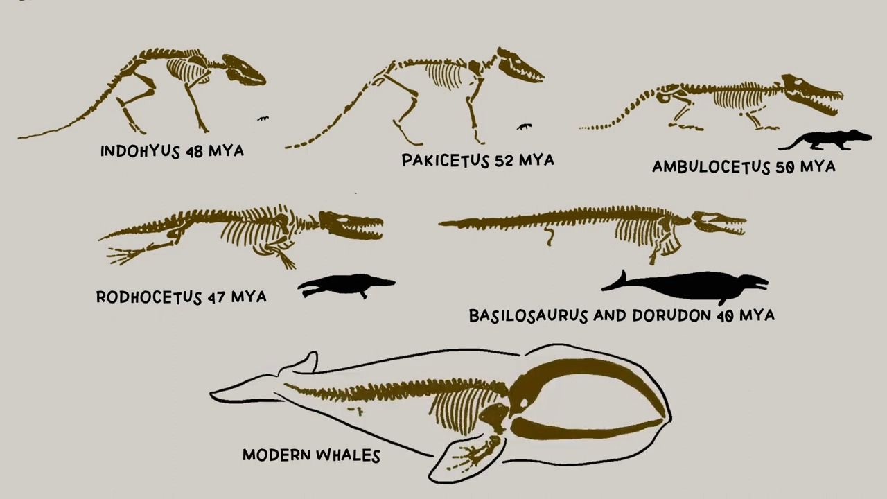 鲸鱼体型巨大原因 蓝鲸为什么能长这么大