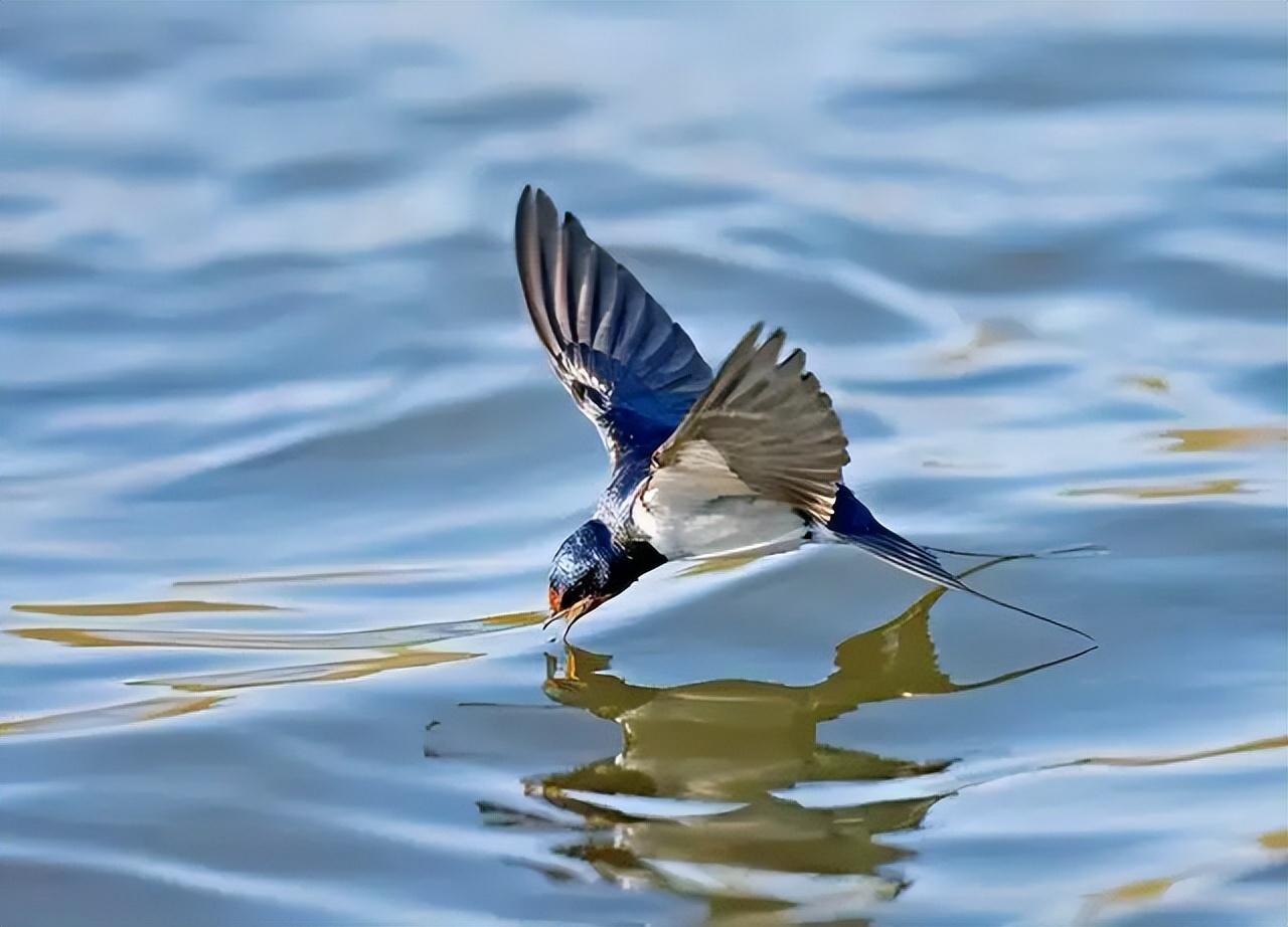 迁徙路线:鸟儿的“高速公路”在全球有哪些?...