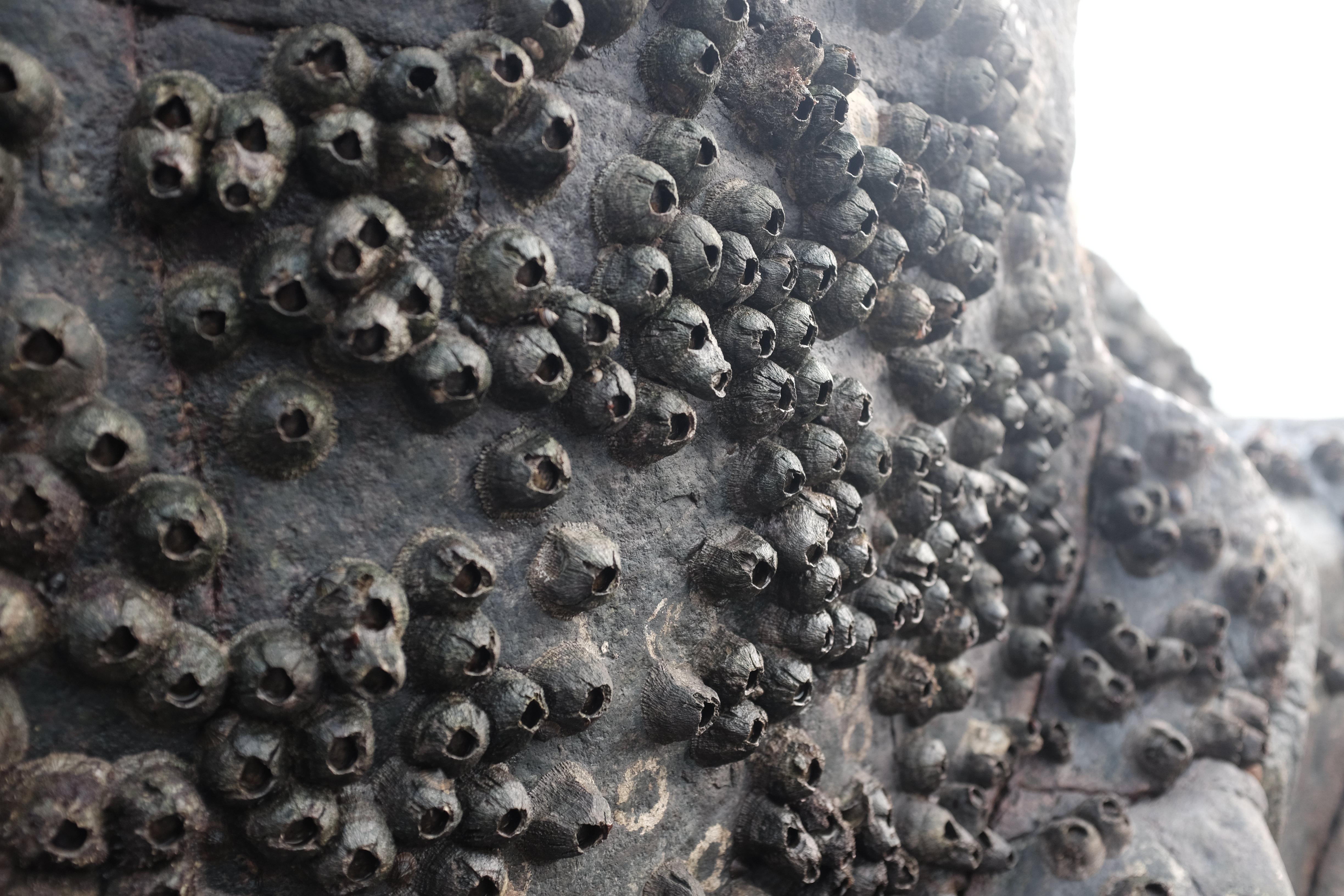 鲸鱼身上寄生藤壶原因 大白鲨为何干干净净