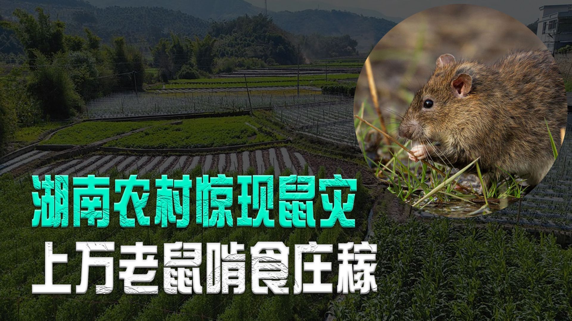 戈夫岛老鼠泛滥成灾,体型进化变三倍大,珍稀海鸟深受...