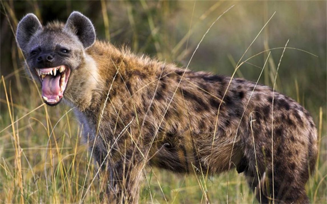 狮子和花豹驱赶鬣狗和野犬为啥不动真格?是打不过吗?...