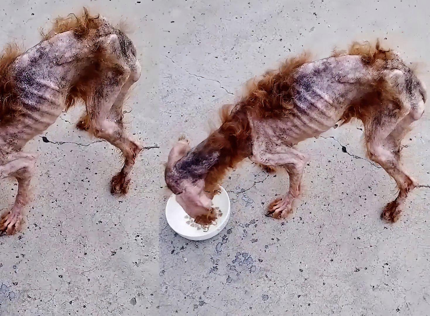 猫为什么被称为信仰公敌?猫的受难史...