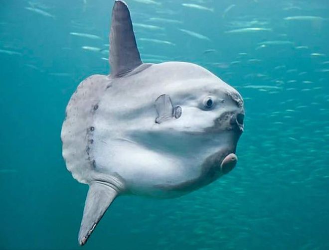 翻车鱼为何没灭绝 被海豹啃食也不逃跑的生存秘诀