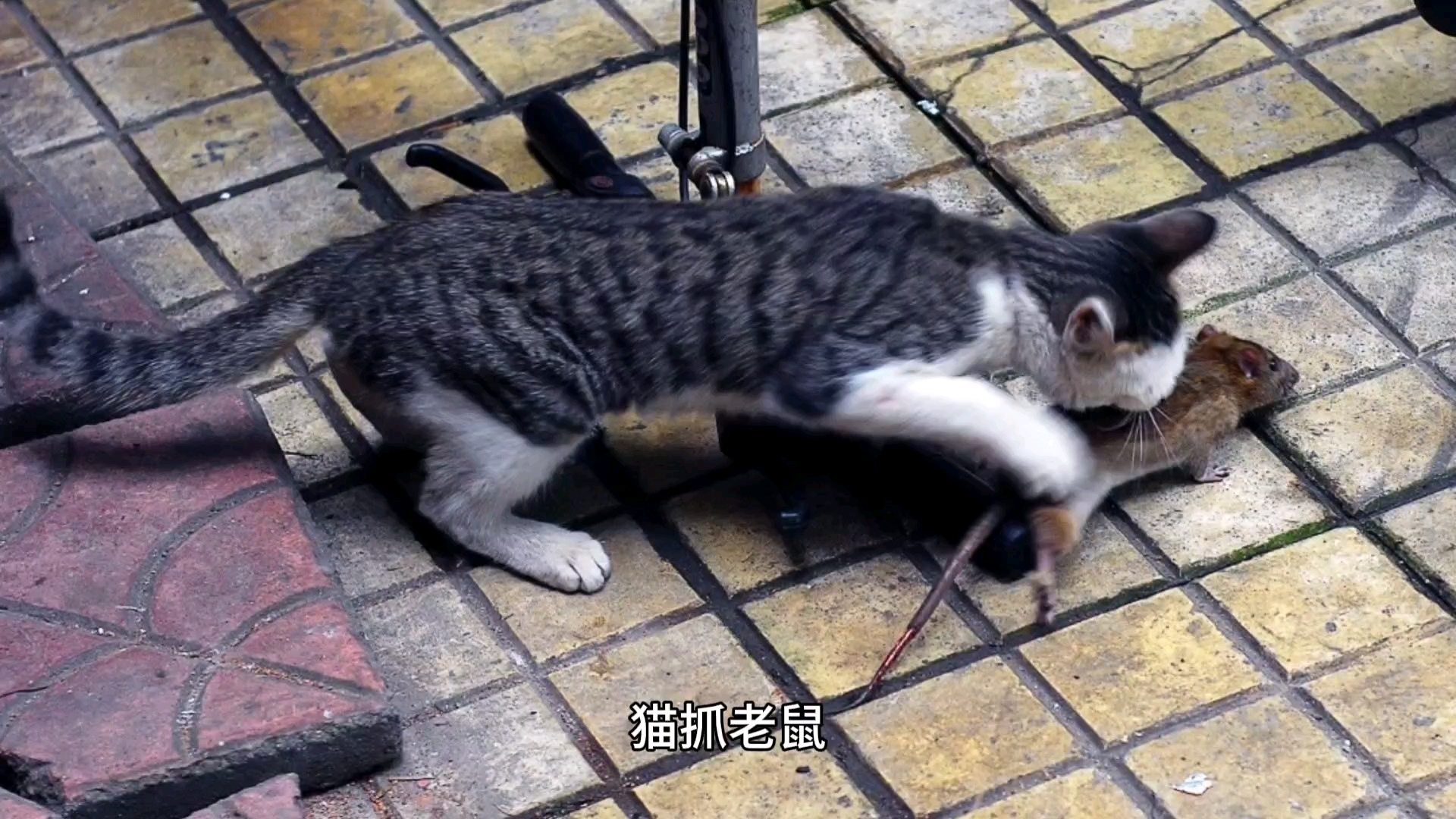 猫咪不抓老鼠的真相 宠物猫为啥懒得抓老鼠