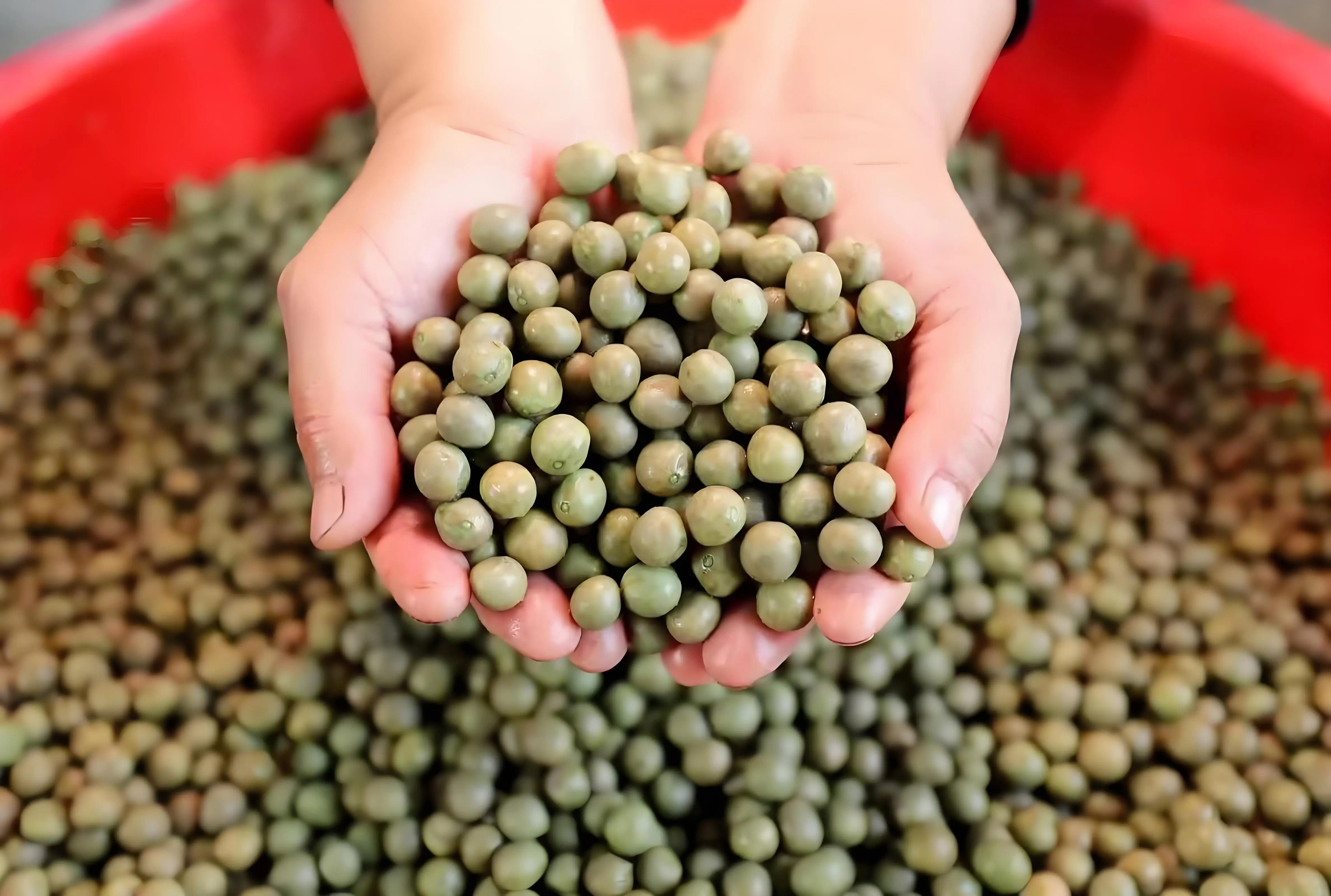 苏州鸡头米是什么 红豆沙鸡头米怎么做好吃