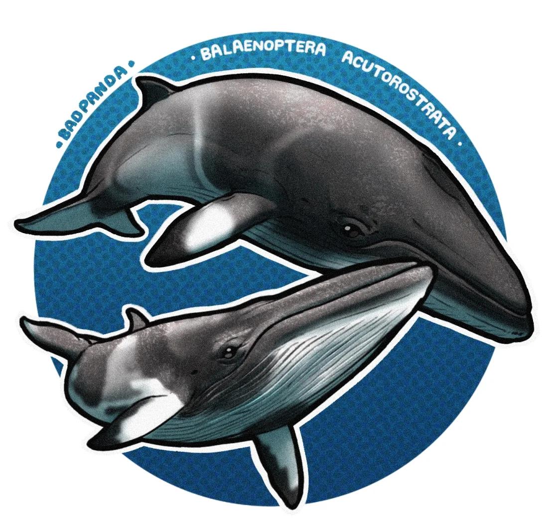 鲸鱼搁浅原因揭秘 人类如何保护海洋生物