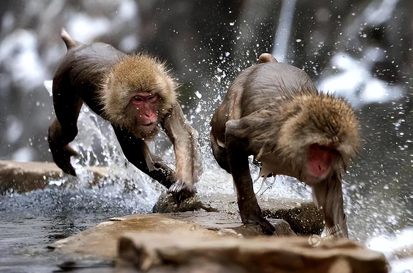 将耶稣修复成猴子?艺术品背后的趣事...