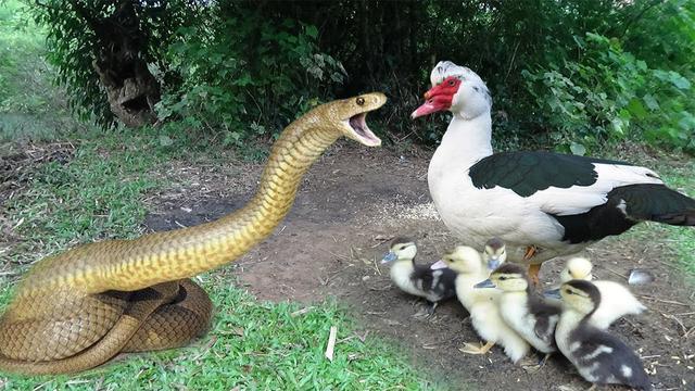 民间传闻有鹅的地方蛇跑光是真的吗?为什么?...