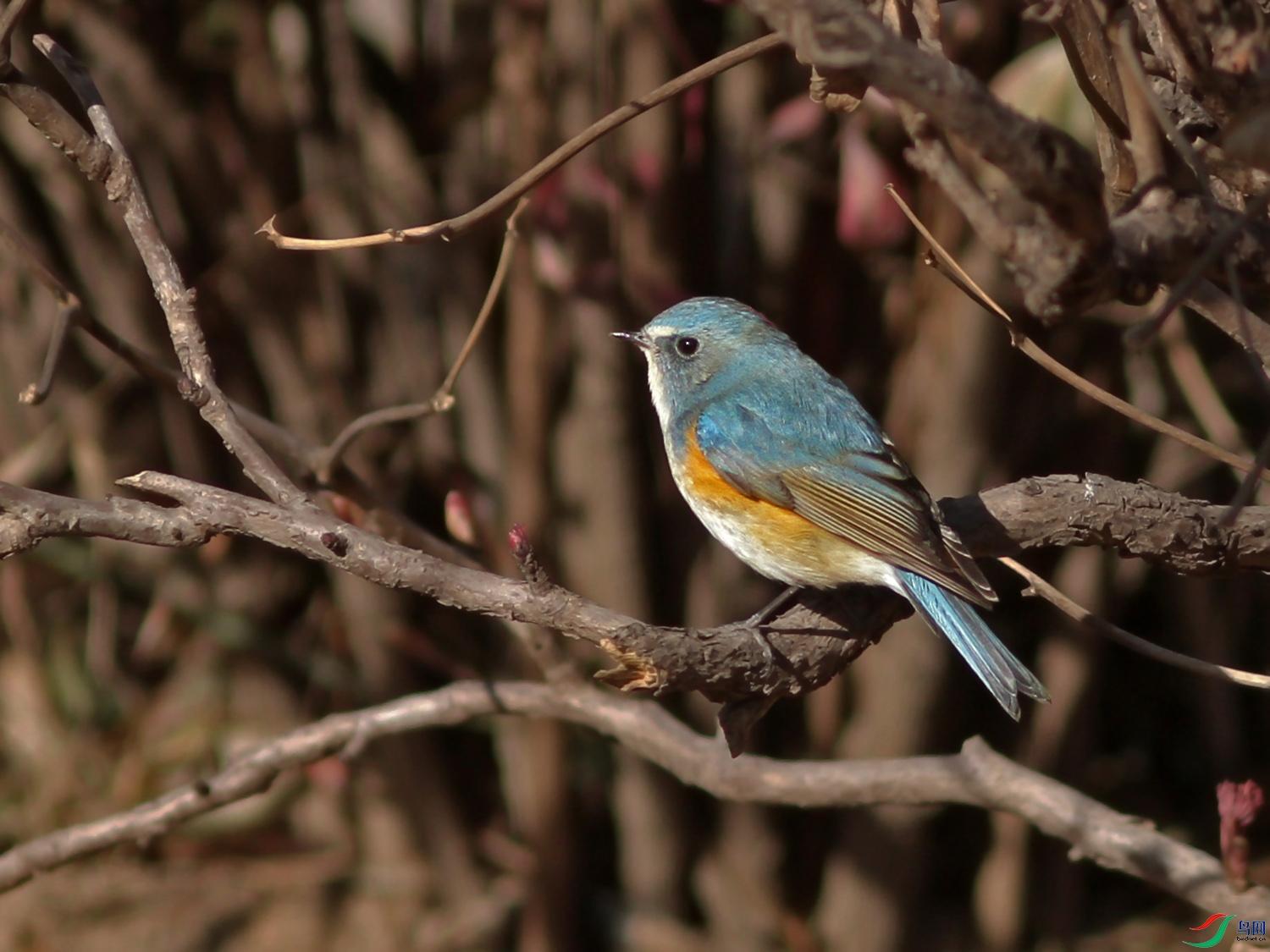 自然界中,为什么雄性大都比雌性漂亮,但人类女性却比...
