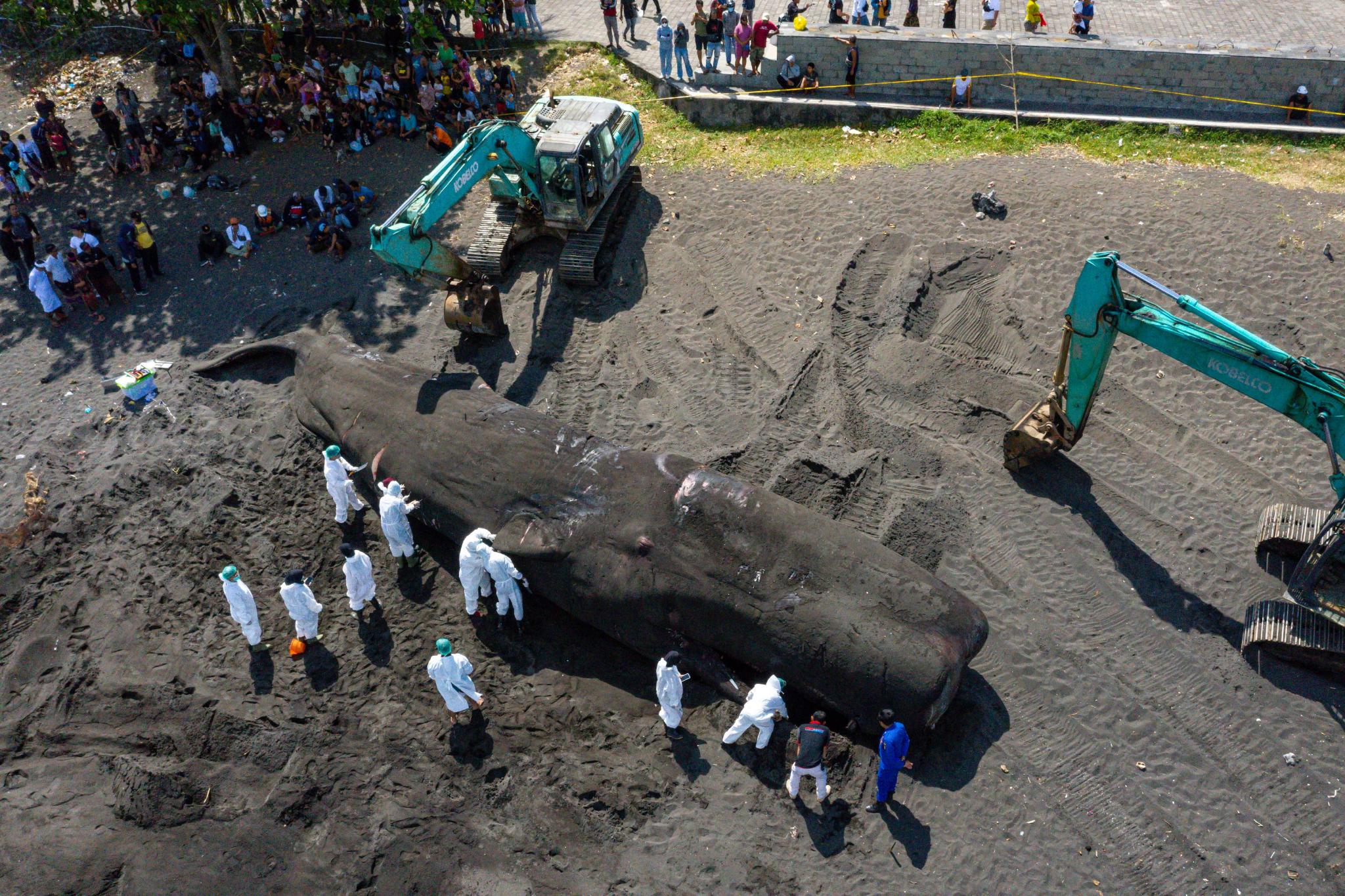 别让抹香鲸的肚子变垃圾场?...