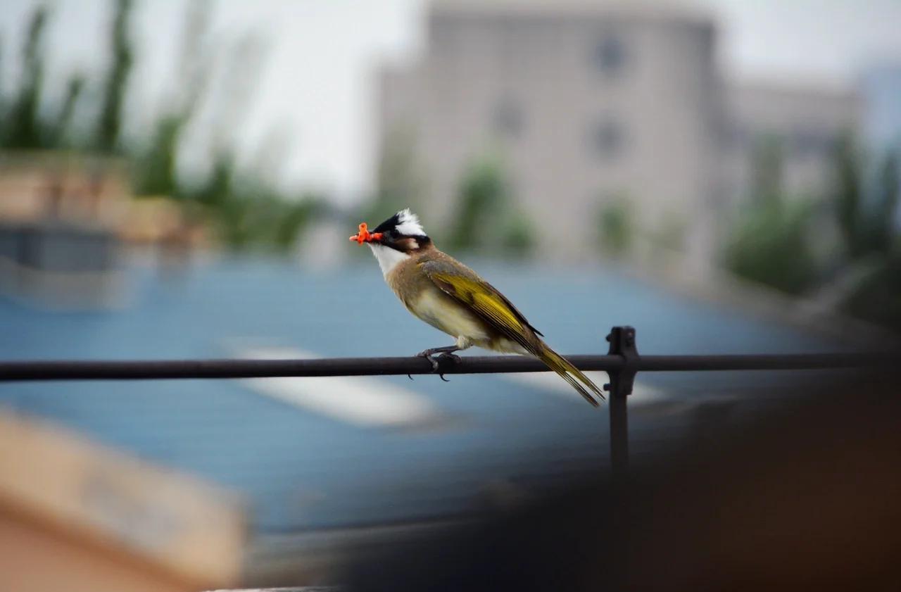 鸟类生存奥秘 候鸟迁徙死亡原因