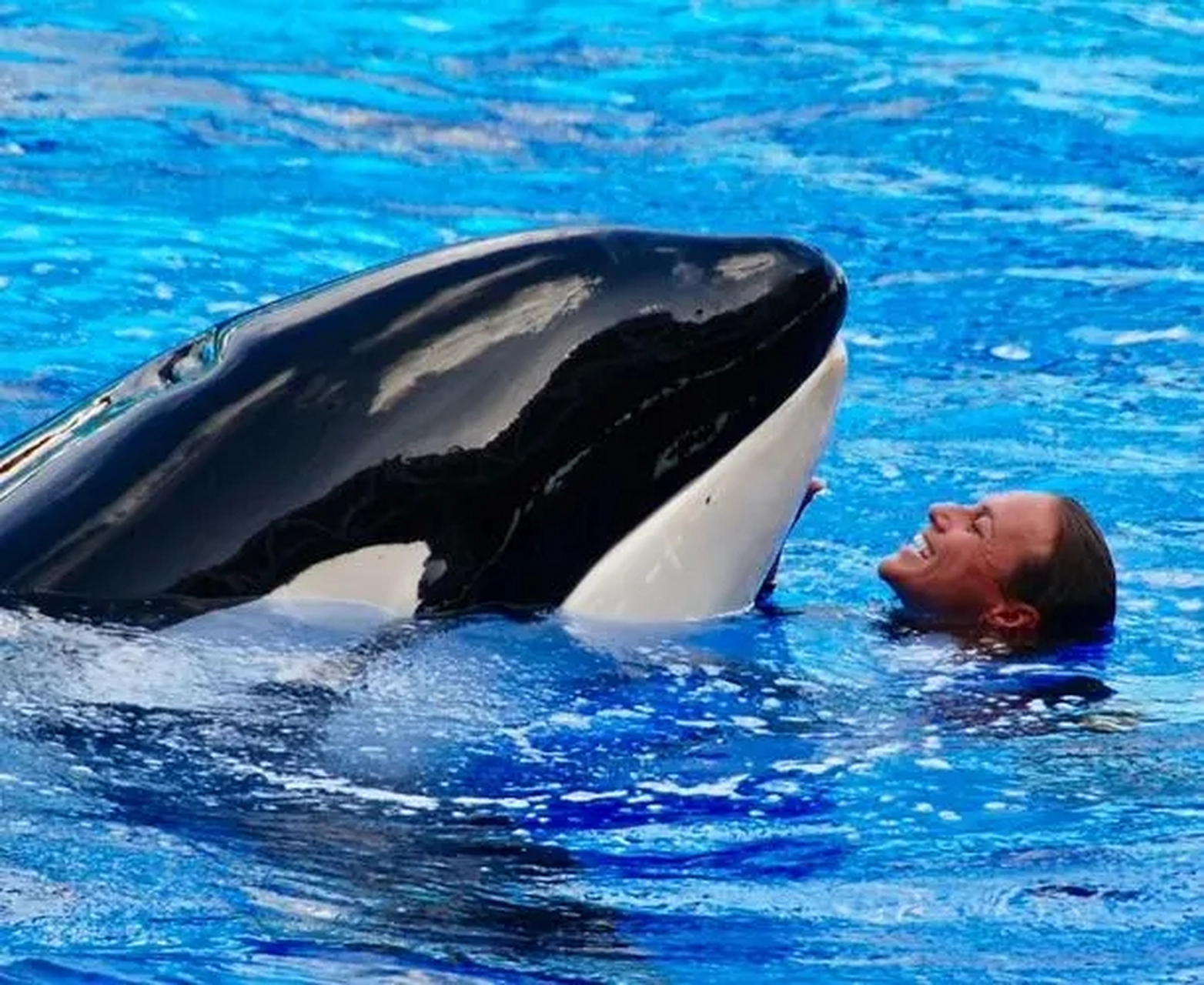 一条“杀人鲸”的悲惨一生?...