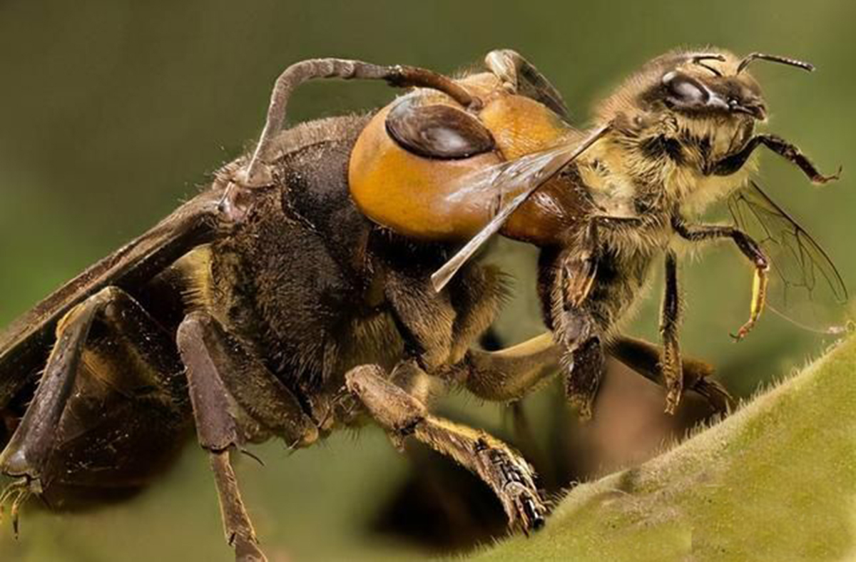 磁模拟、微波、激光是器地雷的克星?...