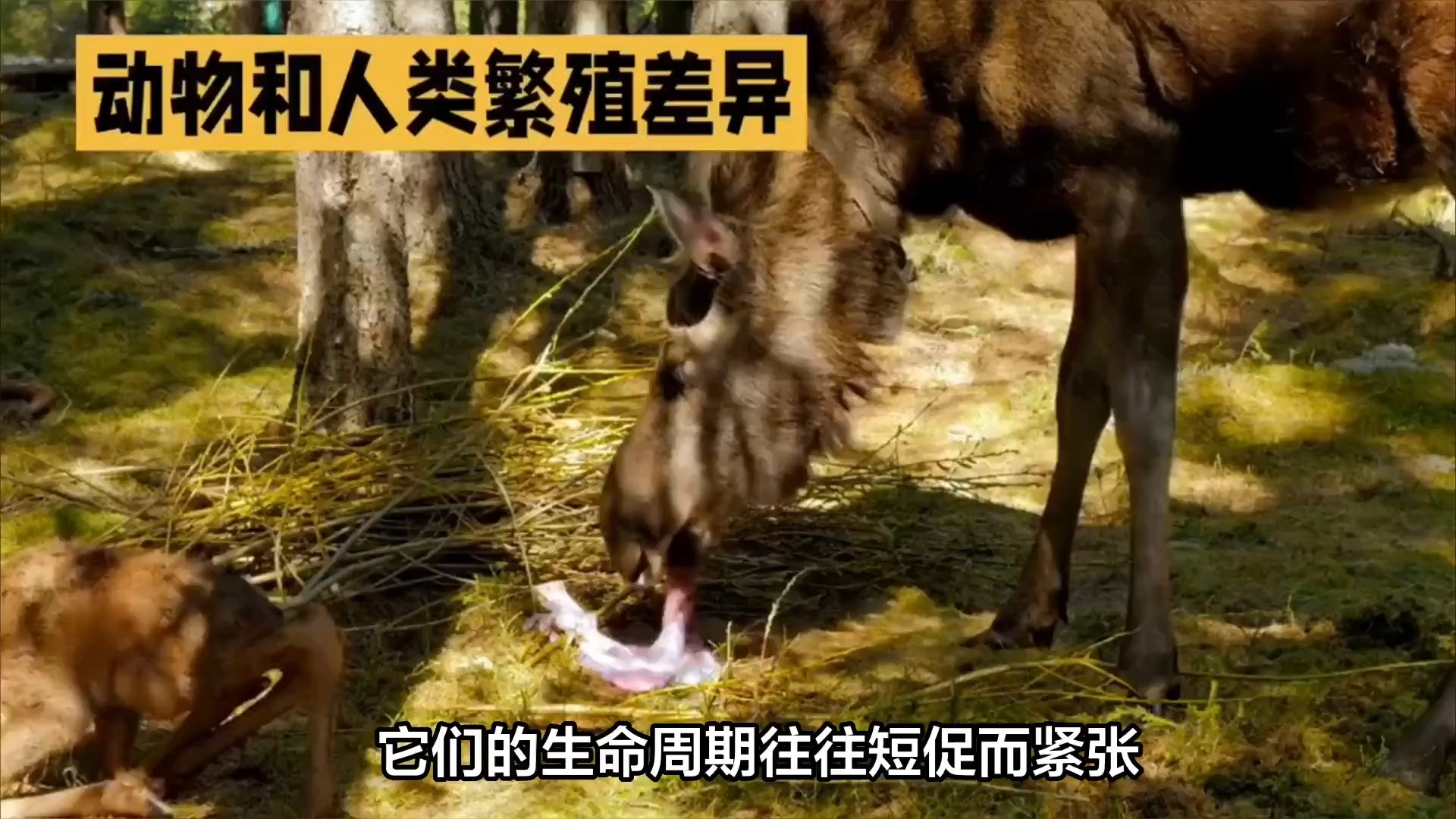 动物老了无法生存时子女会照顾它们吗 动物世界养老真相揭秘