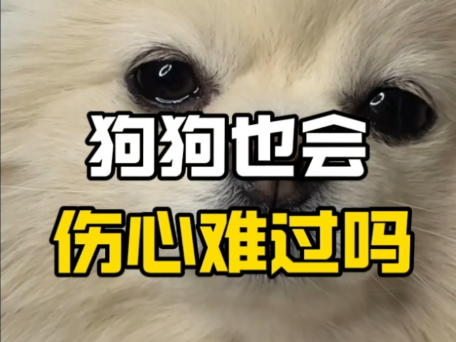 动物也会伤心难过吗?你可能不会相信...