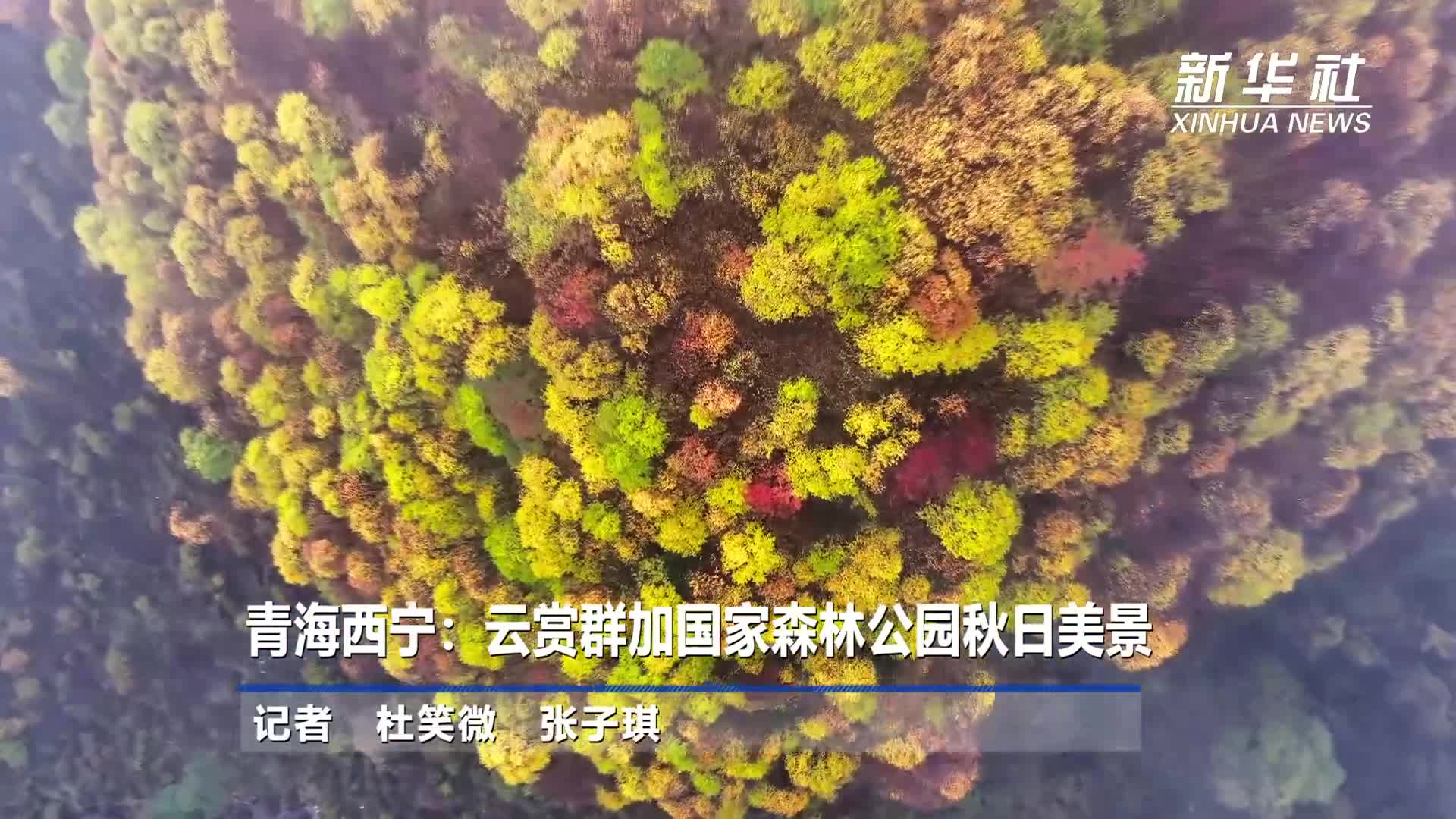 同城快餐群加vx的便捷与风险,深度剖析本地餐饮社交化转型