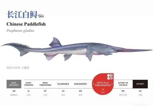 痛心!长江白鲟灭绝,长江还有什么濒危物种?...