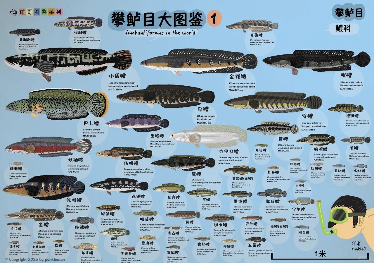 围墙内的摩斯密码揭秘：当代大学生社交暗号全景图鉴详解