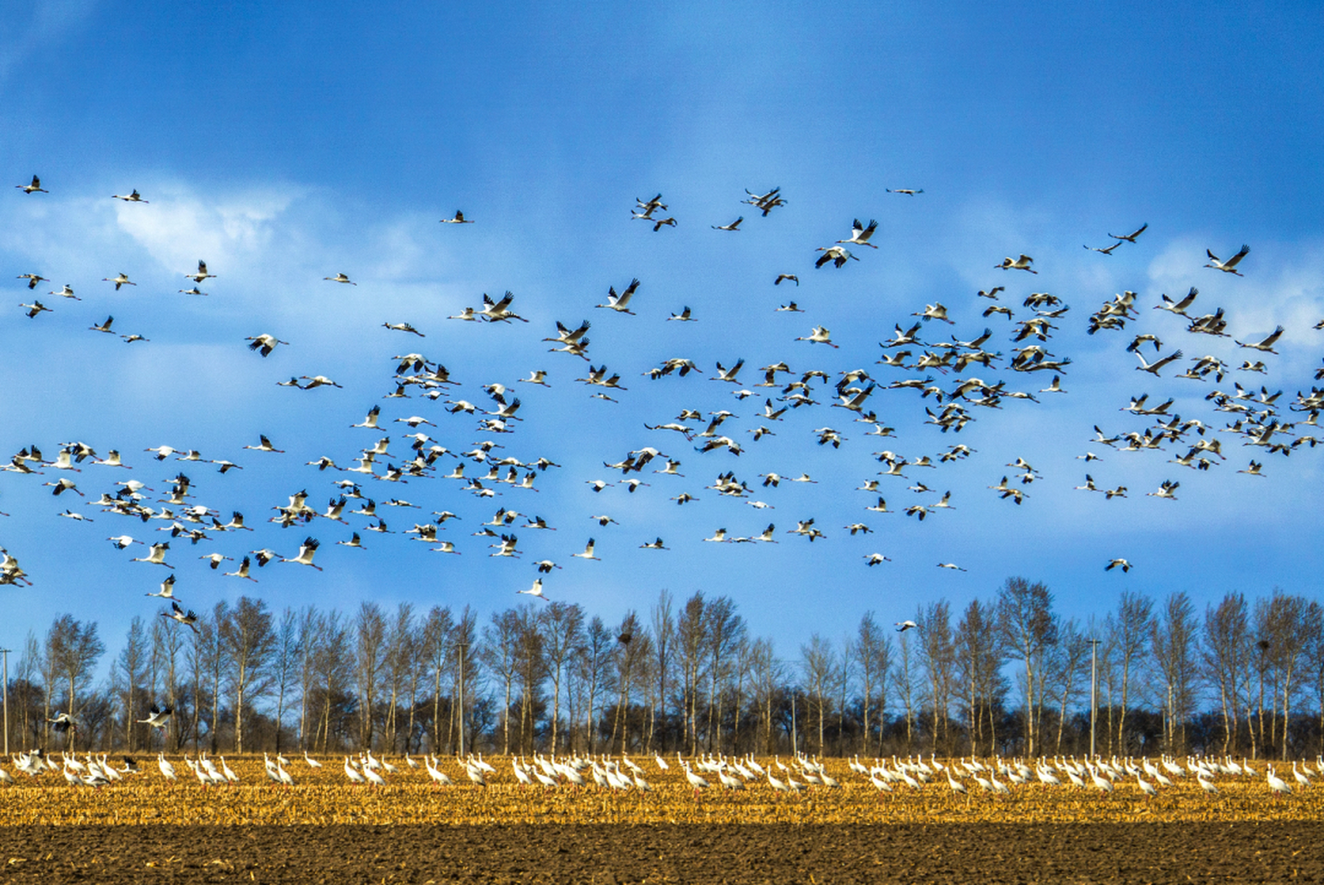 秋季南飞的鸟儿有哪些 鸟儿迁徙路线有哪些