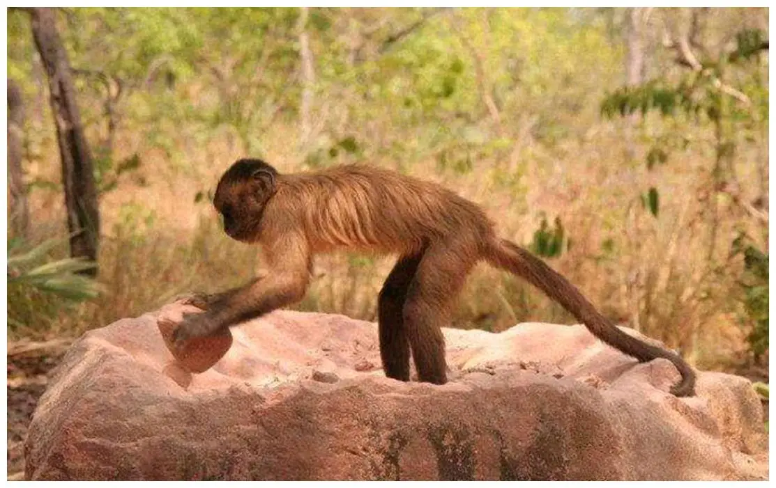 巴拿马的白面卷尾猴会使用石器,我们需要担忧吗?...