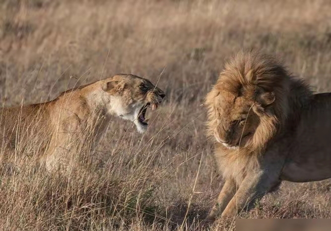 雄狮交配后为何打斗 母狮一生丧子多少次