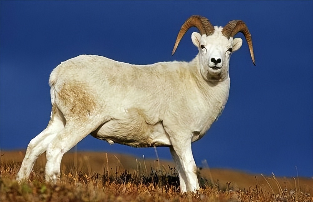 公羊冲撞危险性 遇到公羊攻击怎么办